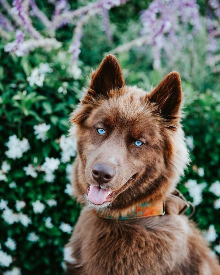 An Extremely Rare Fully Chocolate (Brown) Siberian Husky