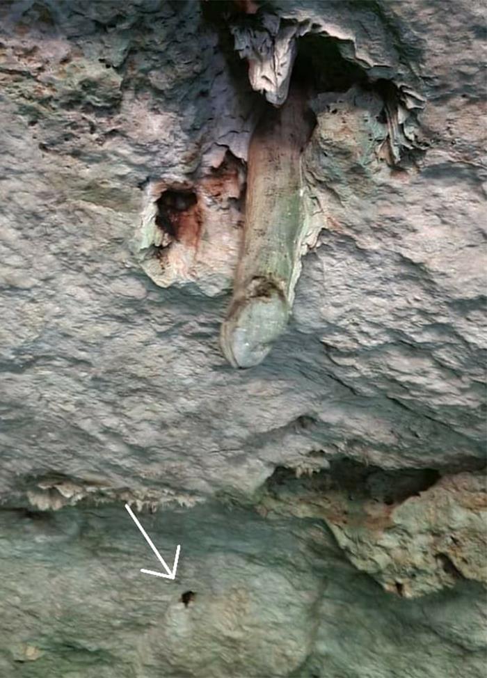 Look At This Awesome Bat! I Saw Him While In A Cenote In Mexico