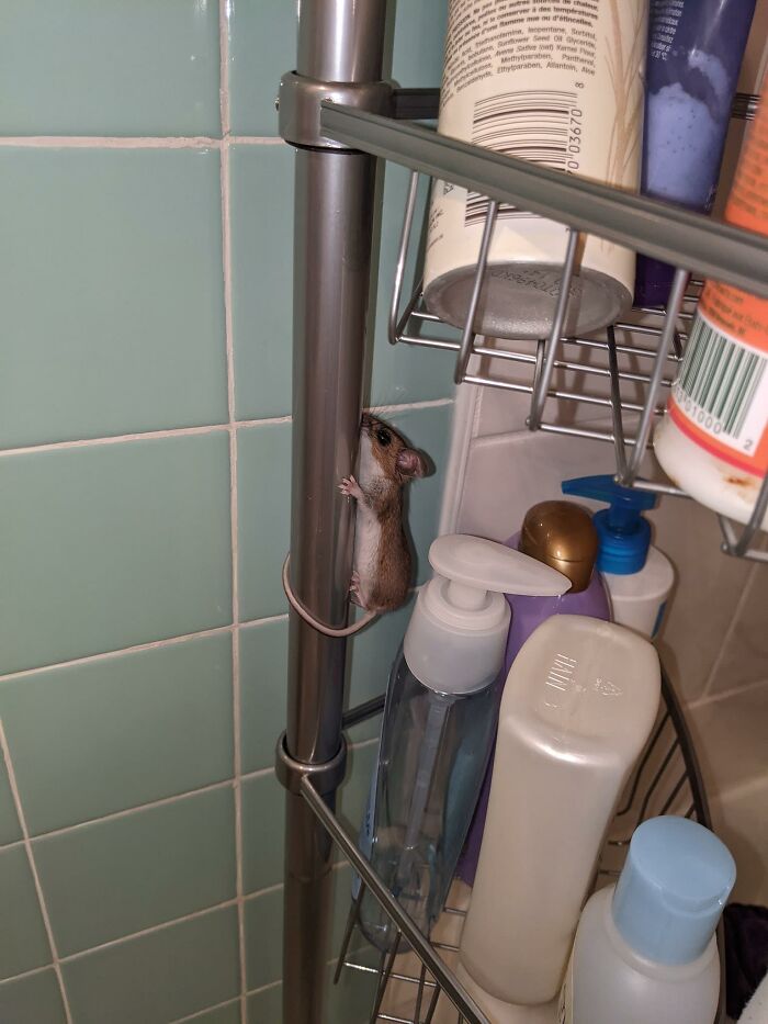 My Shower Was Interrupted By A Peeping Tom. Or Rather, Peeping Jerry As Others Have Pointed Out