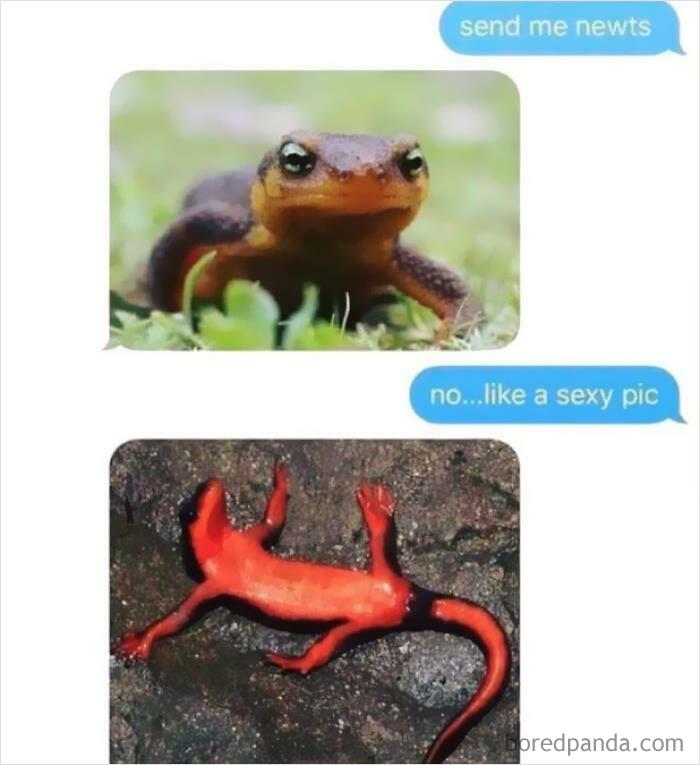 Send Newts