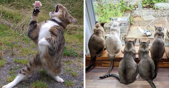 The Winners Of The Mars Petcare Comedy Pet Photo Awards 2020 Are In, And They Might Crack You Up (40 Pics)