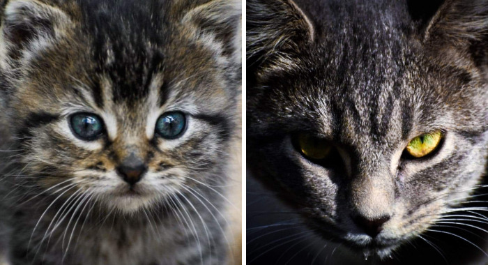 I Photograph My Cats And Other Cats In My Life