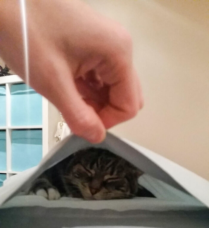 Found Her Sleeping Inside A Pillow. Meet Lily