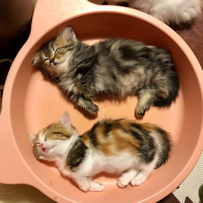 Sleepy Kitties