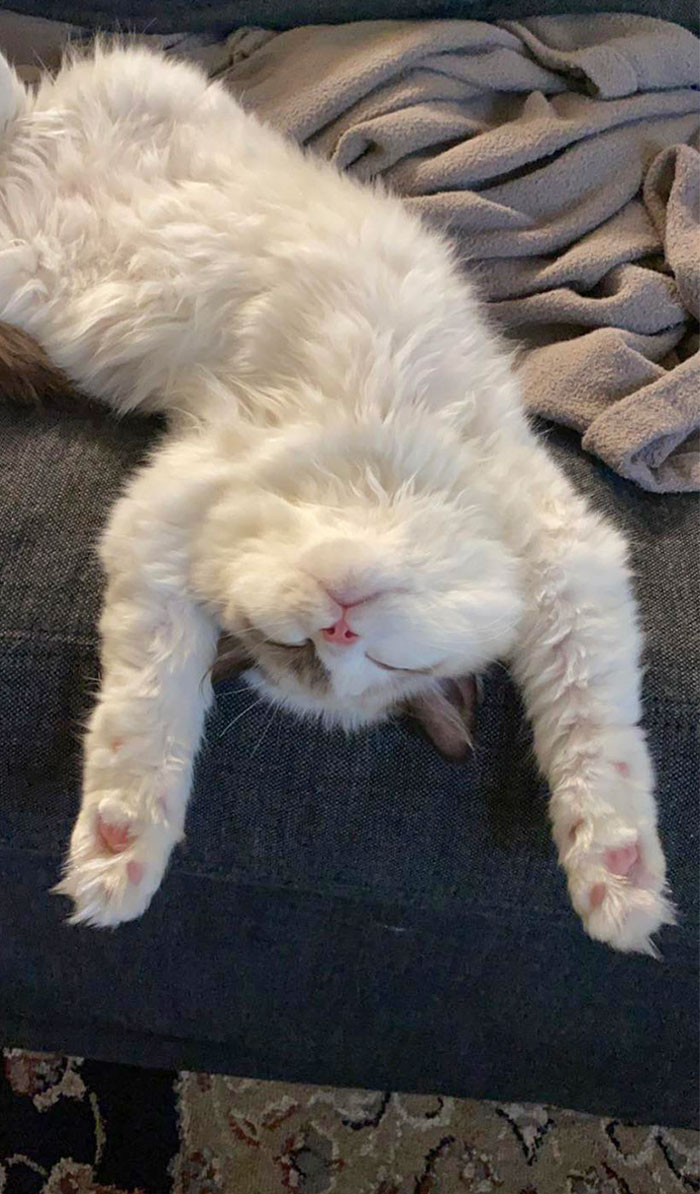 Passed Out On The Couch, Must’ve Been A Hard Day At Work Being So Cute