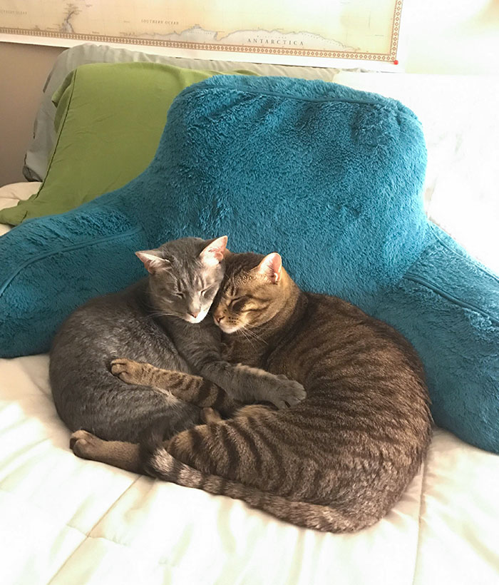 They Can't Sleep Without Touching Each Other