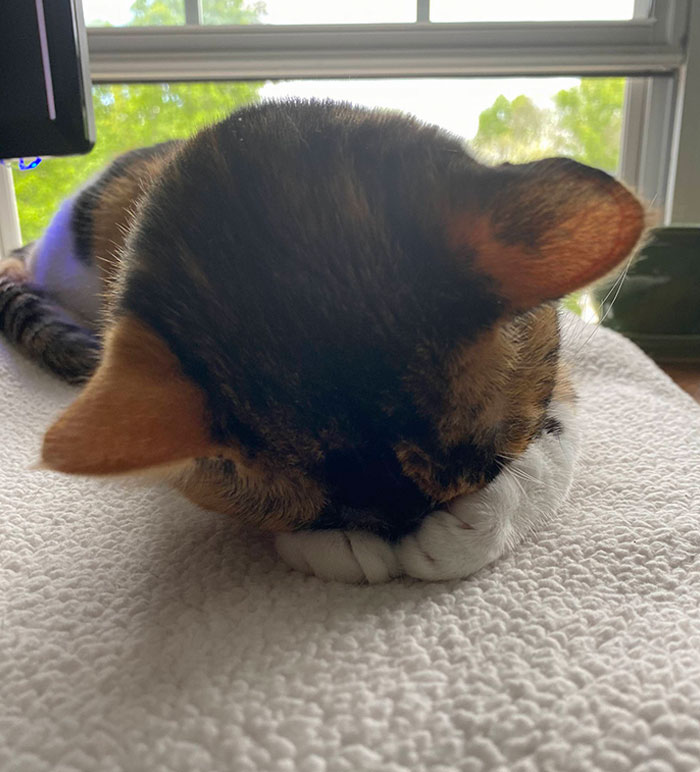 Sunshine Will Not Stop Nap Time