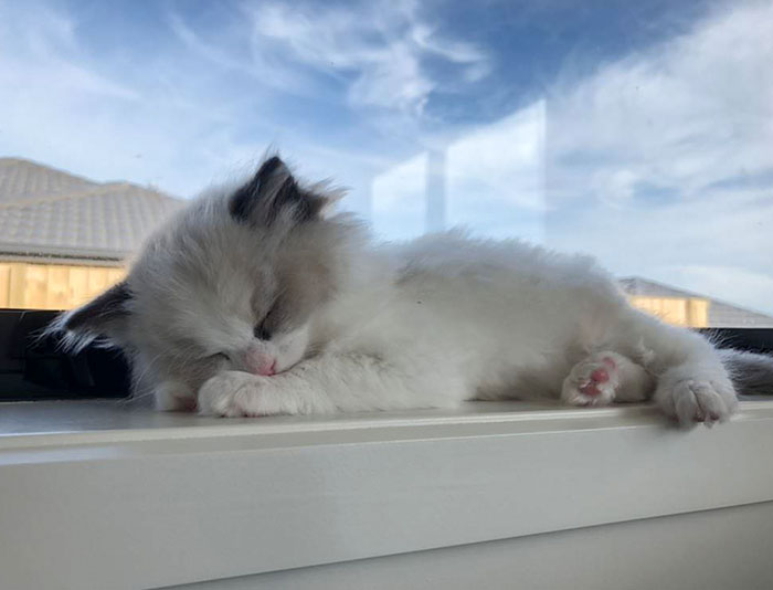 Snoozing Marshmallow