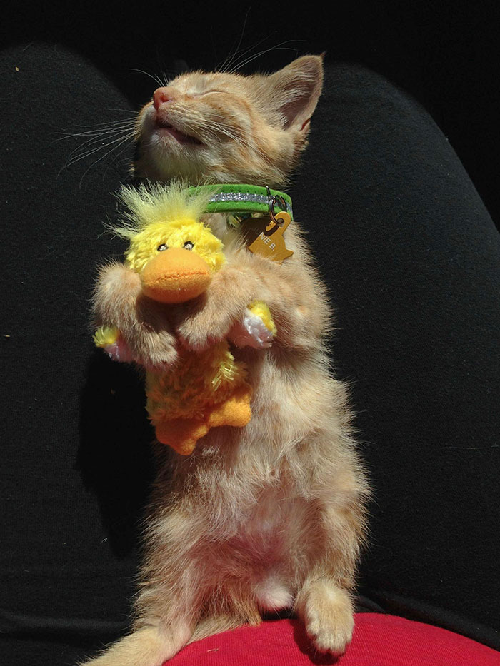 Took My New Kitten To PetSmart Today. So Tired After All The Lovins