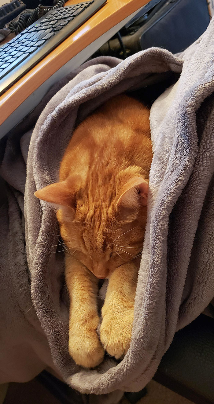 Little Guy Has Cancer. At Least I Work From Home And He Can Have Lap Naps. Keep On Eating Friend