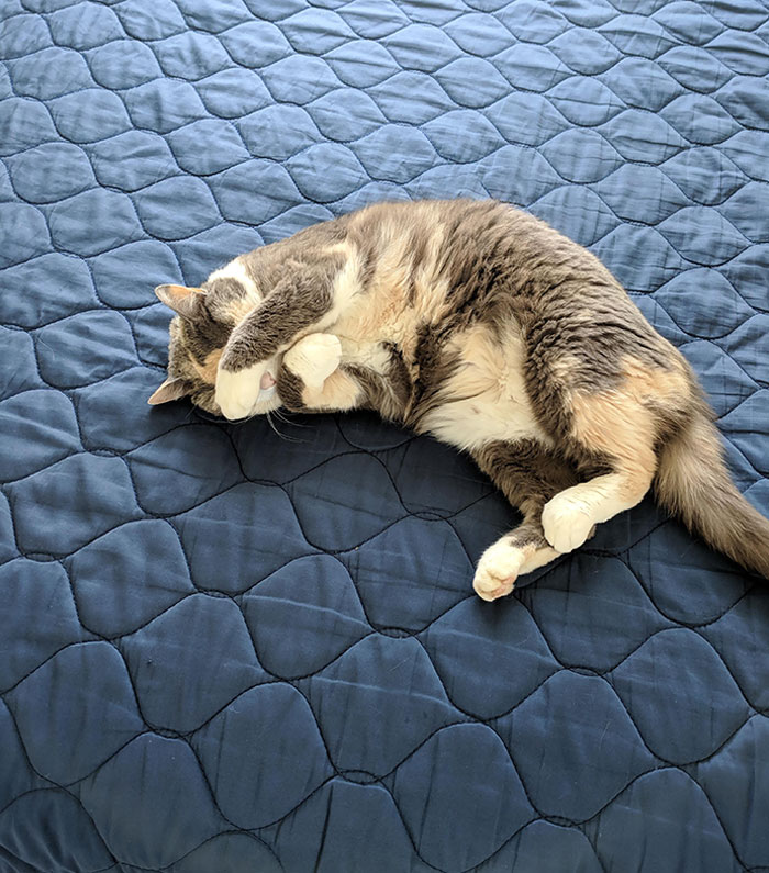 My Cat Covers Her Eyes When She Naps During The Day