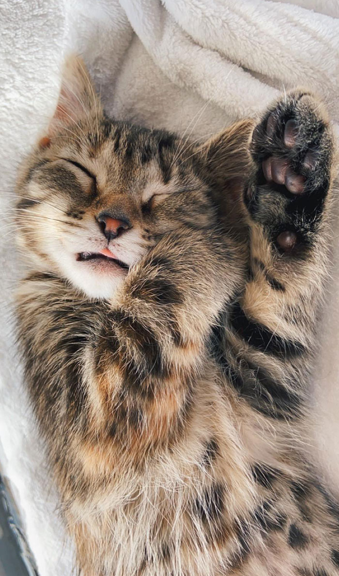 Raise Your Paw And Stick Out Your Tongue If You Love To Nap All Day And Run Around Like A Crazy Goon All Night