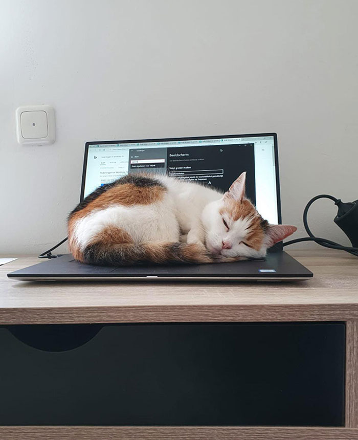 Nap.Exe Has Been Installed Successfully