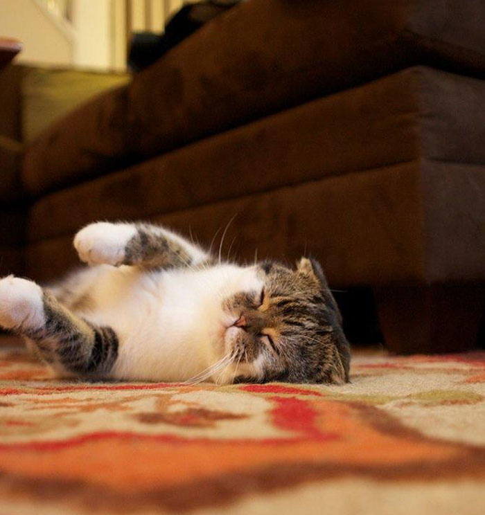 Any Playtime With Mr. Waffles Turns Into A Nap