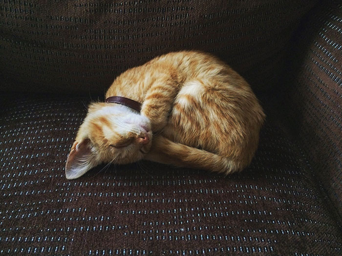 Cat Nap At Its Finest