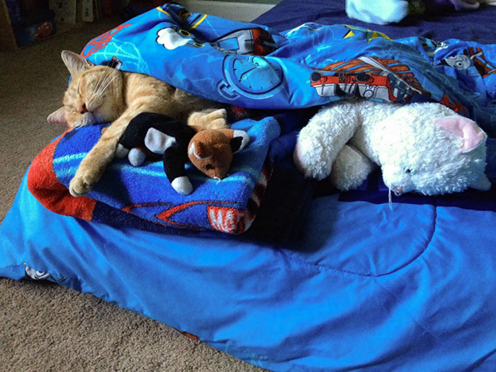 It's Been Almost A Year Since We Took In The Neighborhood Stray And My Son Still Insists On Tucking Him In When He Naps