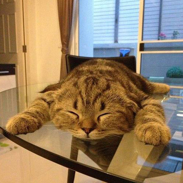 Sleepy Pancake Kitty