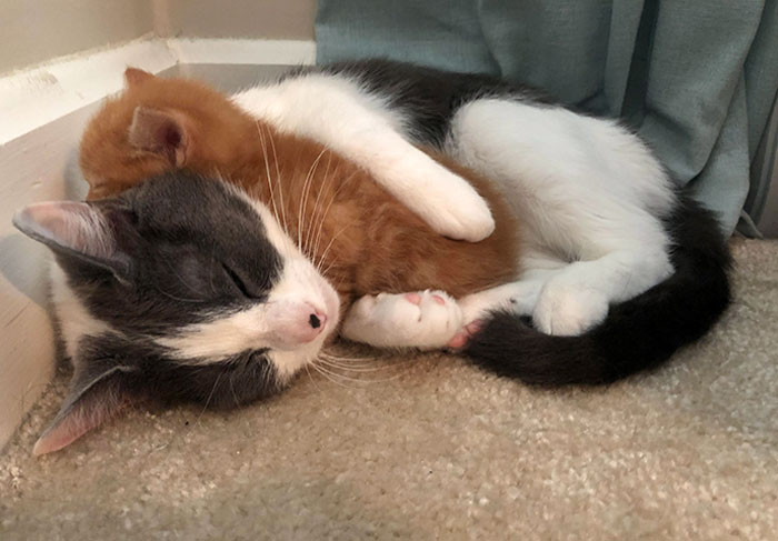 We Got A New Kitten, But I Think Our Cat Got A New Kitten