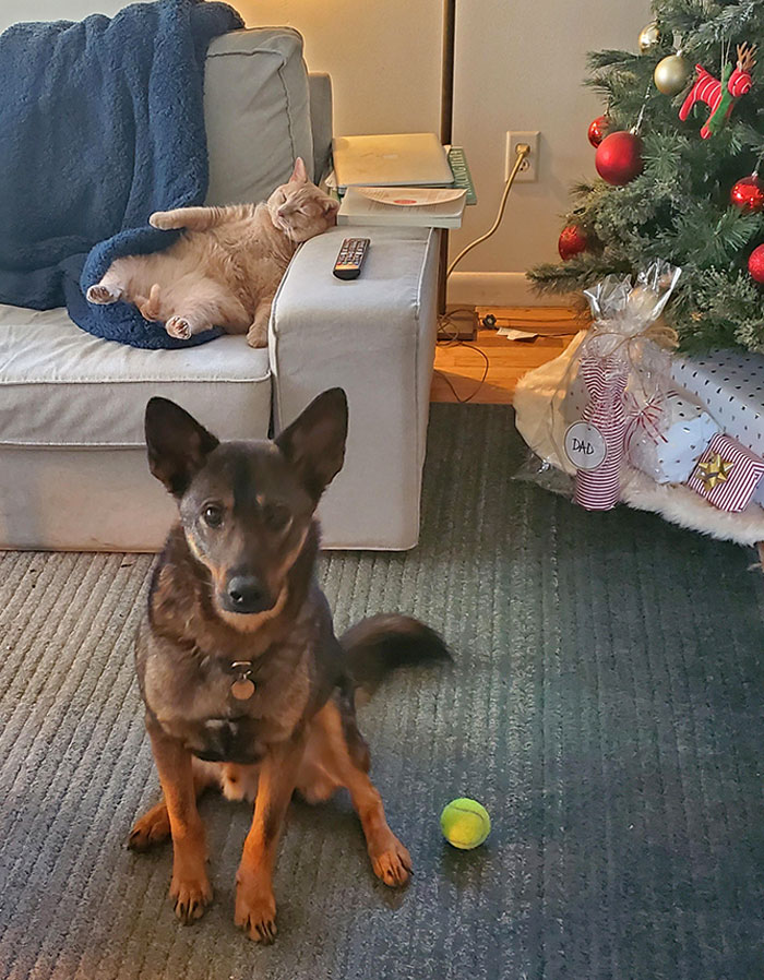 One Playful Boy And One Sleepy Chonk