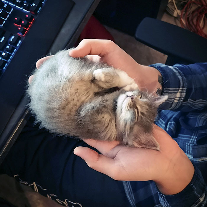 I Show You My Kitten