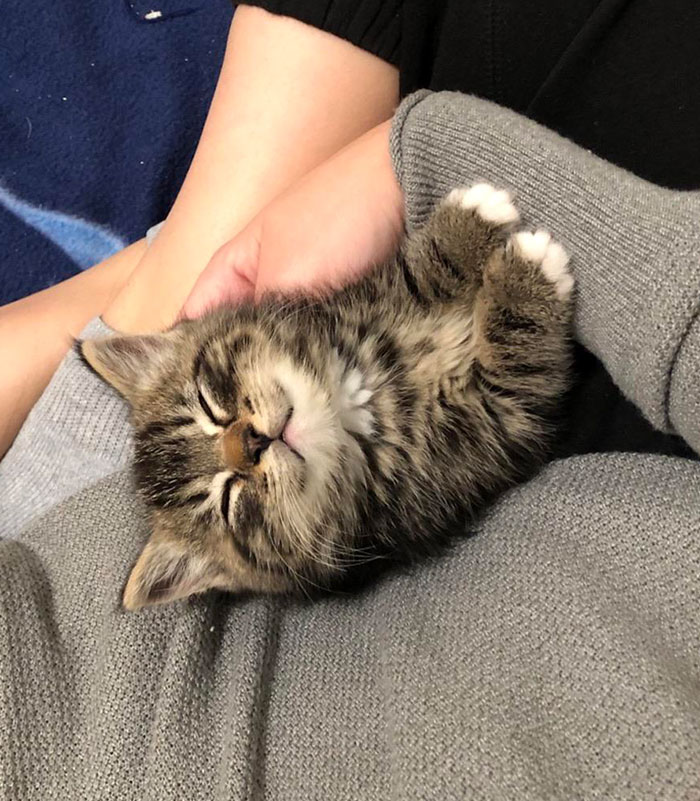 My Current Foster Kitten