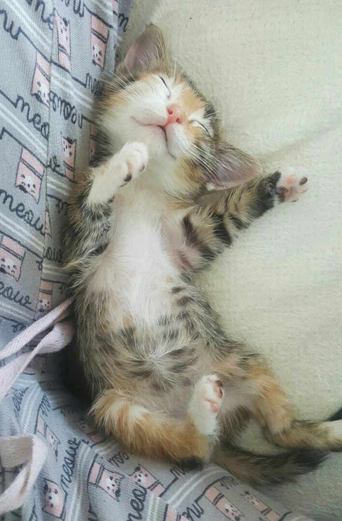 Throwback To July, When My Cat Was Still A Smol Sleepy Bean