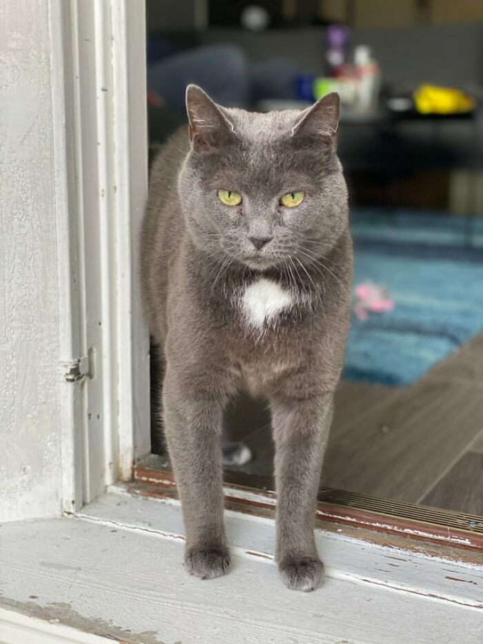 Adopted This Little Old Lady A Few Weeks Ago. She’s My First Cat And I Love Her So Much Already