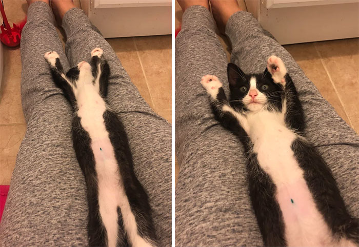 Adopted A Kitty... Doesn’t Seem The Brightest But I Already Love Him