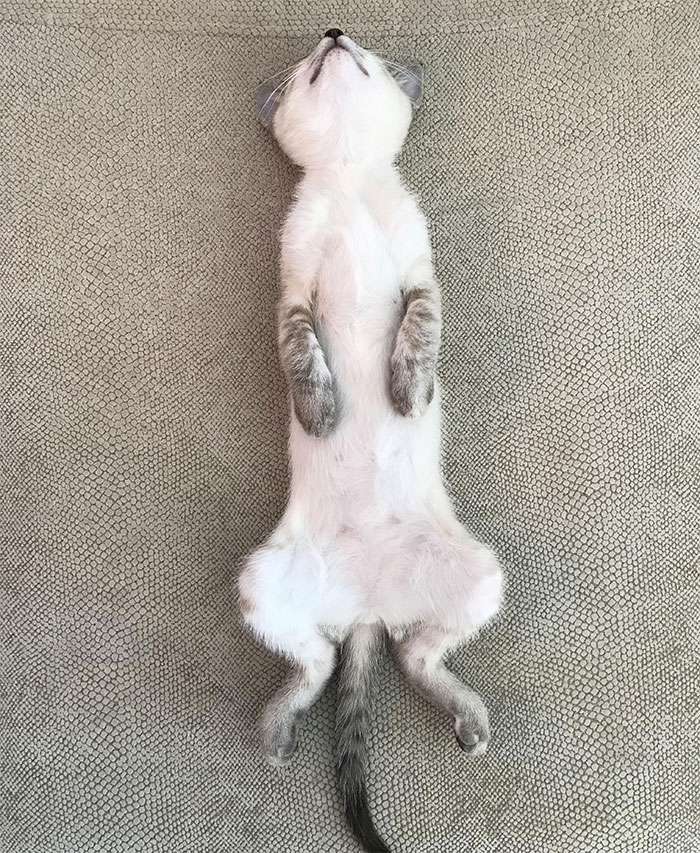 Yesterday I Adopted A Kitten But I Think They Gave Me A Meerkat