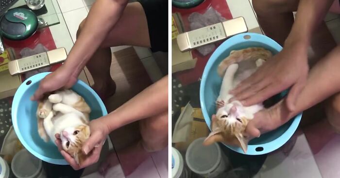 This Grandpa-To-Be Shows His Son How To Bathe A Baby By Using A Cat As An Example
