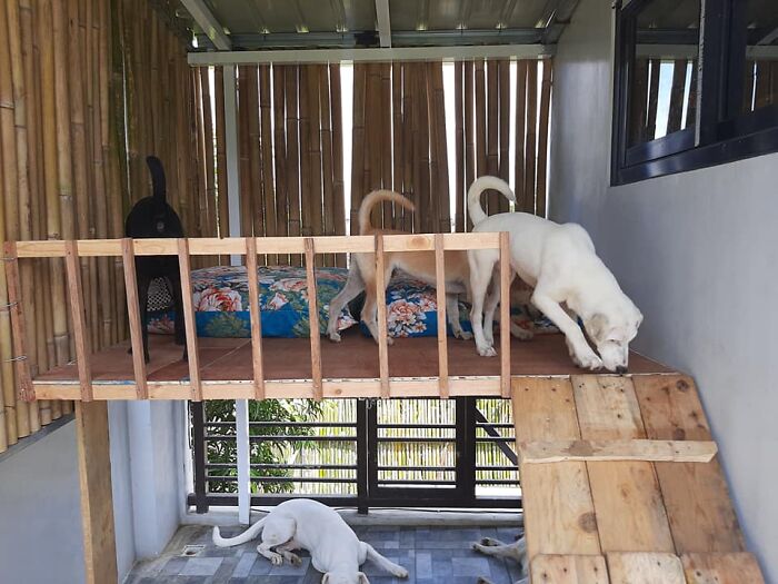 Did-It-For-My-Dog-Challenge-Fb