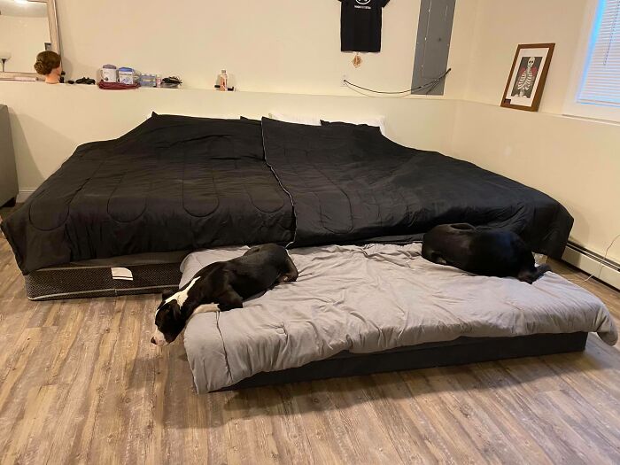 Did-It-For-My-Dog-Challenge-Fb