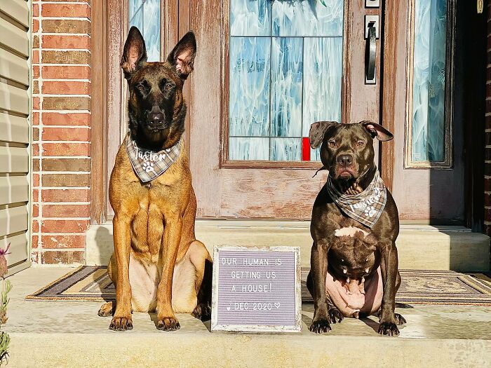 Did-It-For-My-Dog-Challenge-Fb