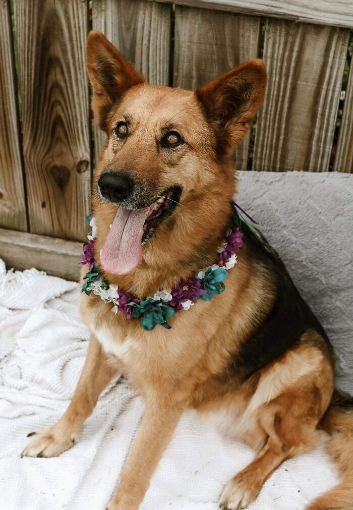 Did-It-For-My-Dog-Challenge-Fb