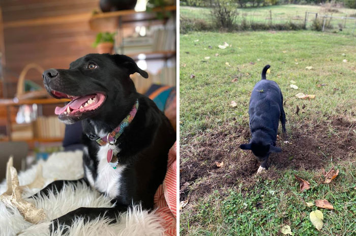 Did-It-For-My-Dog-Challenge-Fb