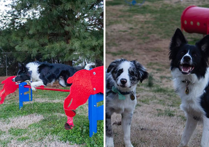 Did-It-For-My-Dog-Challenge-Fb