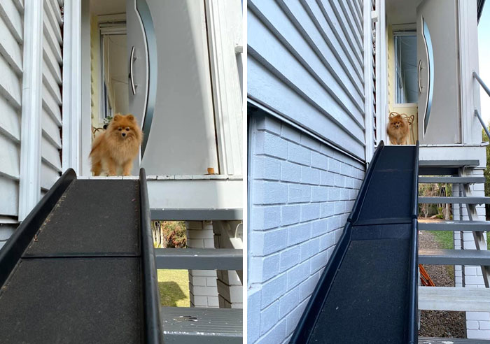 Did-It-For-My-Dog-Challenge-Fb