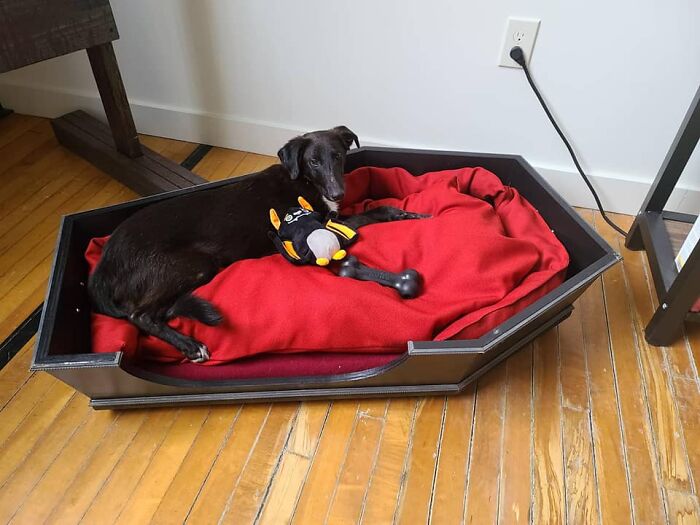 Did-It-For-My-Dog-Challenge-Fb