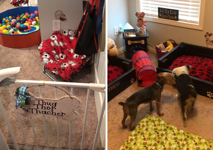 Did-It-For-My-Dog-Challenge-Fb