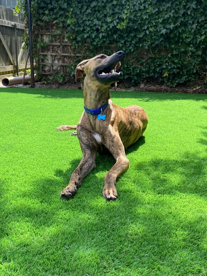 Did-It-For-My-Dog-Challenge-Fb