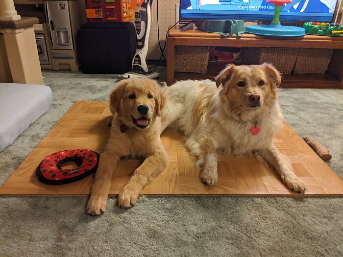 Did-It-For-My-Dog-Challenge-Fb