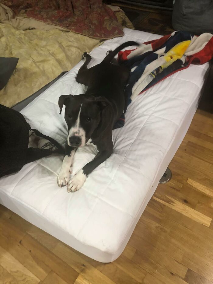 Did-It-For-My-Dog-Challenge-Fb