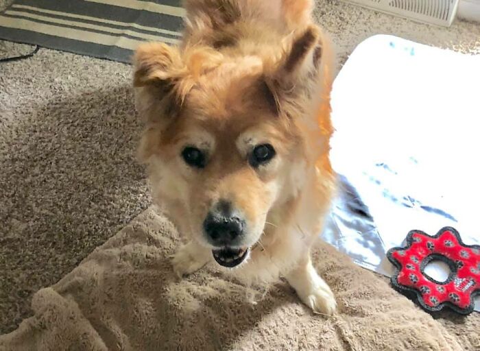 Did-It-For-My-Dog-Challenge-Fb