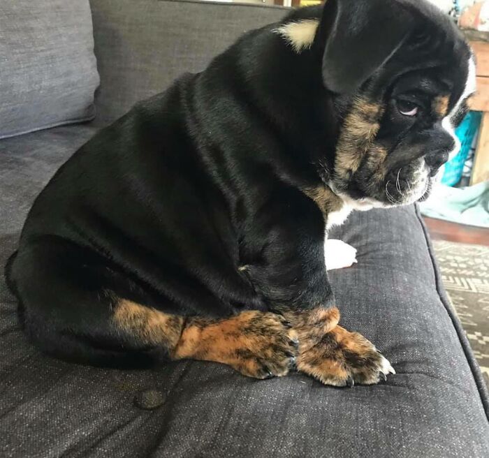 Disapproving-Dog-Challenge-Facebook