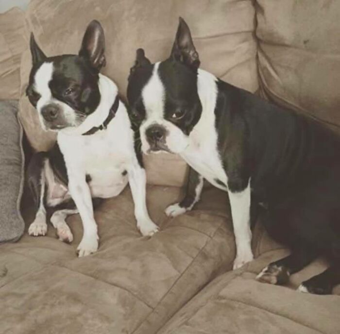 Disapproving-Dog-Challenge-Facebook