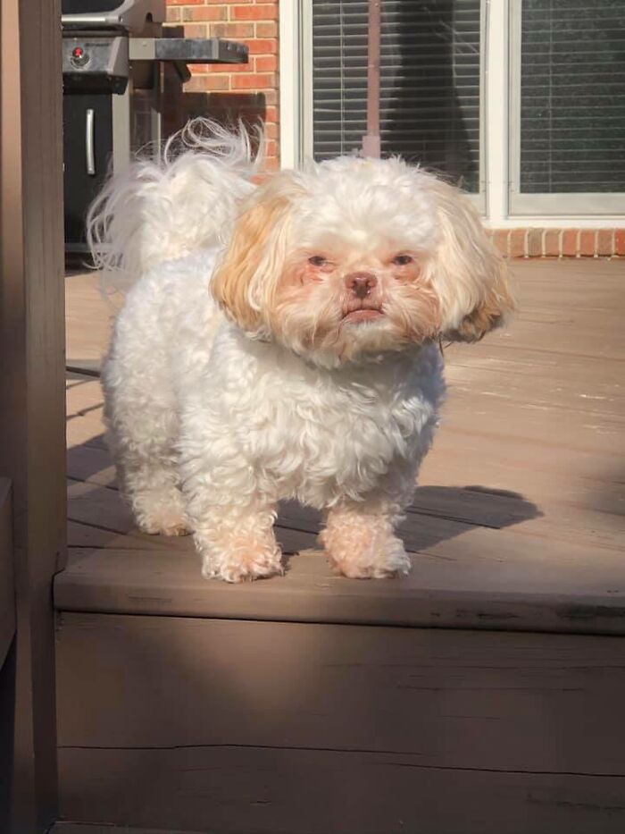 Disapproving-Dog-Challenge-Facebook