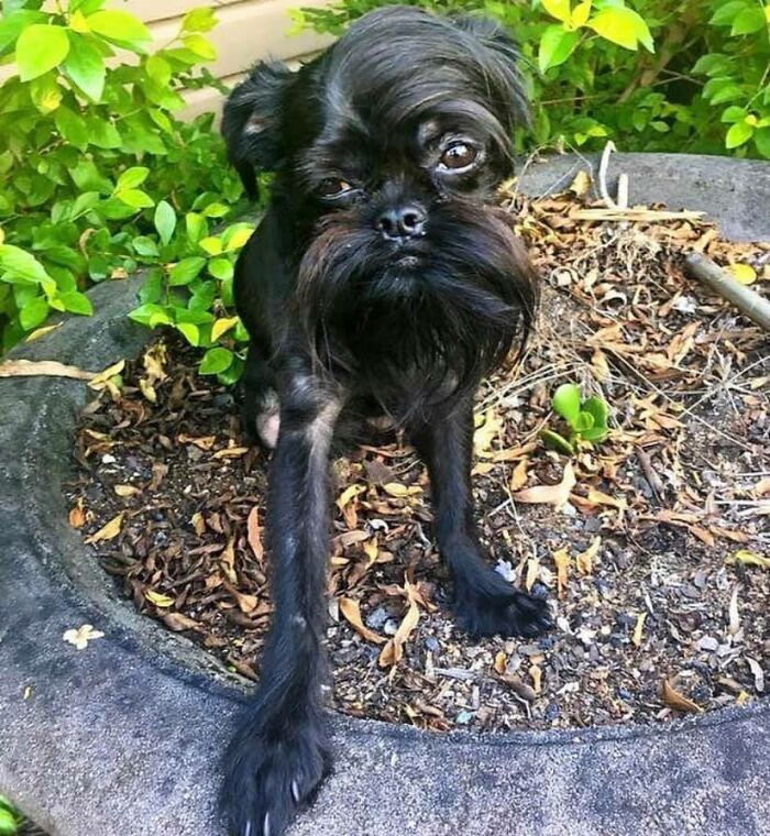 Disapproving-Dog-Challenge-Facebook