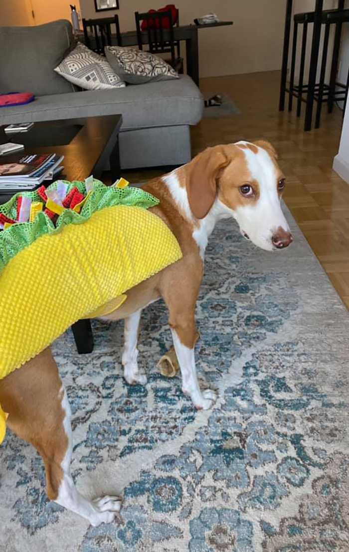 Disapproving-Dog-Challenge-Facebook