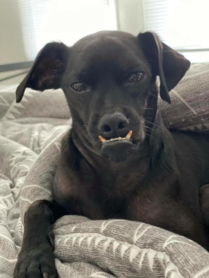 Disapproving-Dog-Challenge-Facebook