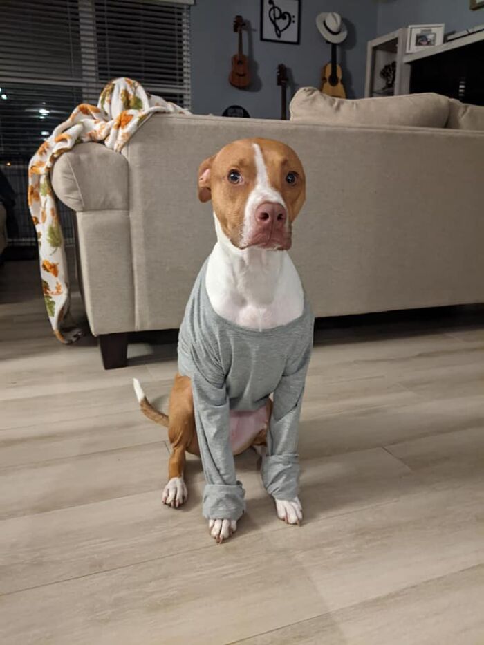 Disapproving-Dog-Challenge-Facebook